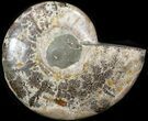 Wide Polished Ammonite 'Dish' #41641-1